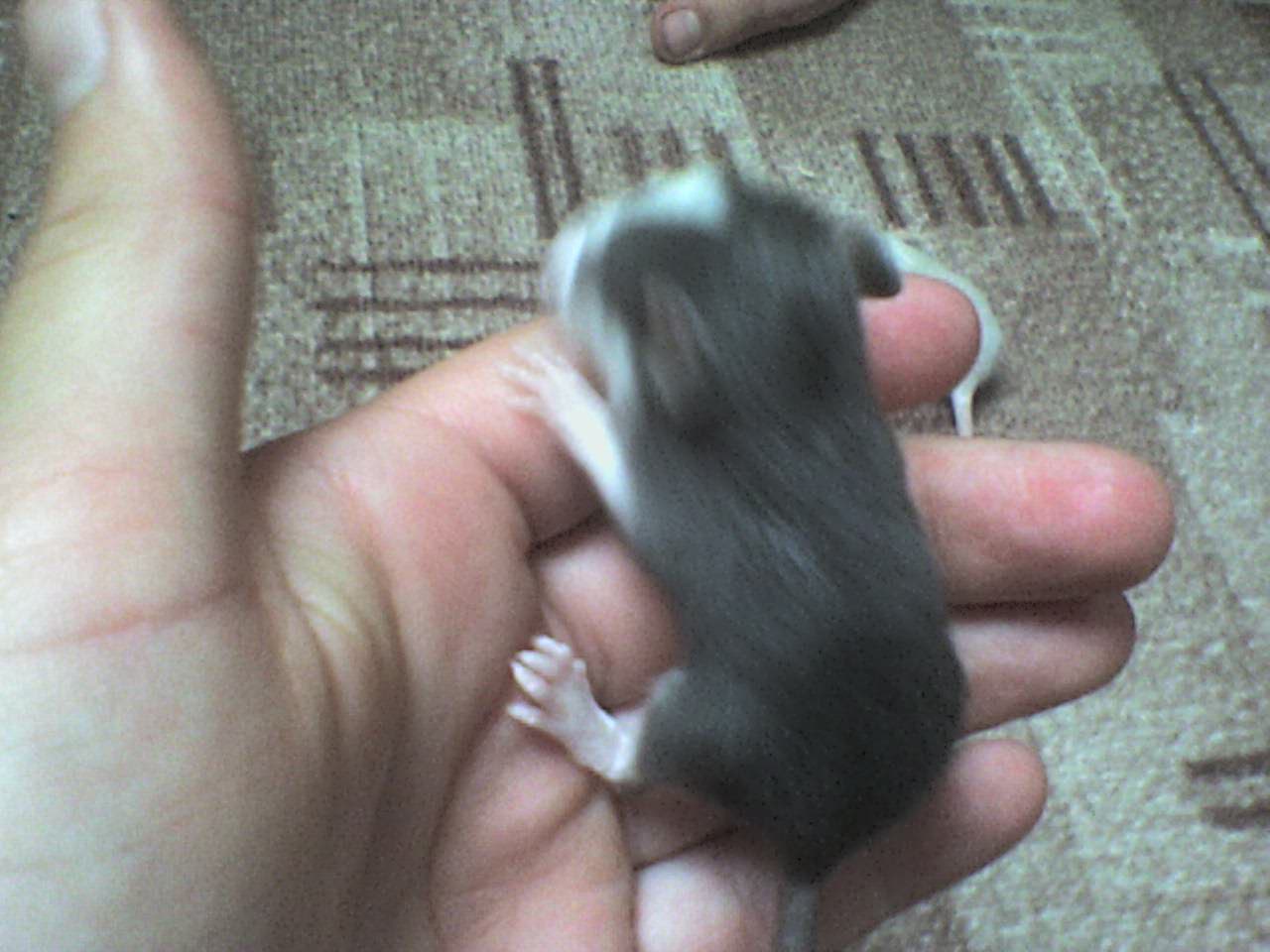 DSC00290.JPG